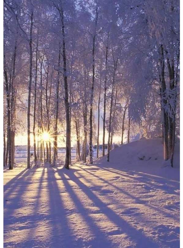 Sonne durch Winterbäume
